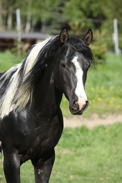 Amazing paint horse stallion looking at you — Stock Photo, Image