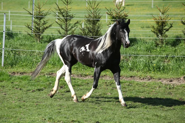 Pintura incrível cavalo garanhão com crina longa — Fotografia de Stock