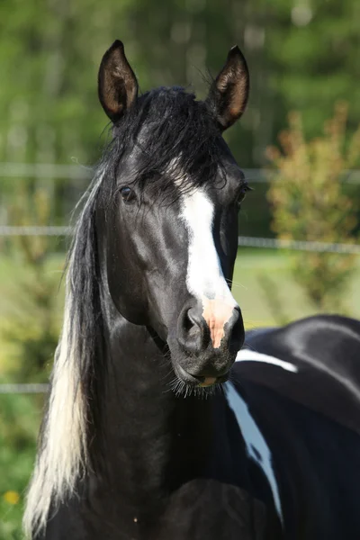 Amazing paint horse stallion looking at you — Stock Photo, Image