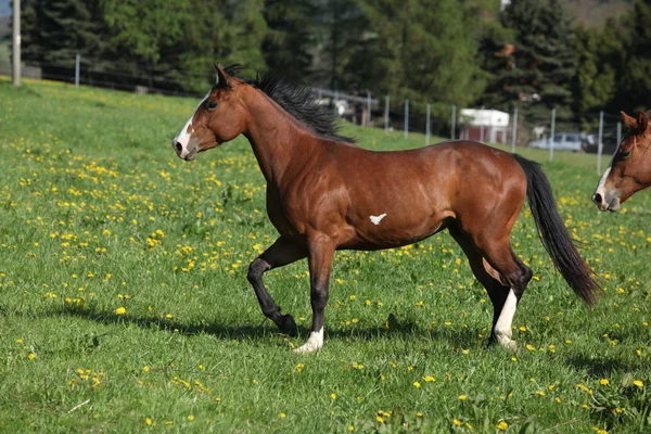 Linda égua de cavalo de pintura correndo em pastagem — Fotografia de Stock