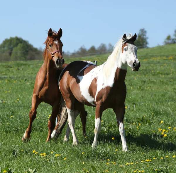 Lindo cavalos ocidentais em pastagem — Fotografia de Stock