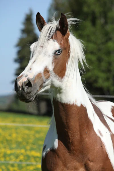 Portrait of paint horse mare in spring — Stock Photo, Image