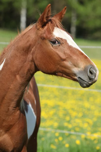 Portrait of paint horse mare in spring — Stock Photo, Image