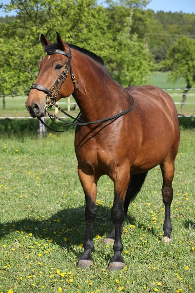 Fantastiska brun häst med vackra betsel — Stockfoto