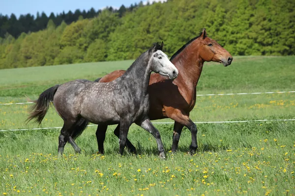 Zwei erstaunliche Pferde, die im frischen Gras laufen — Stockfoto