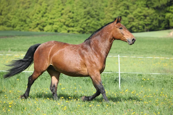 Amazing and big brown horse running — Stock Photo, Image