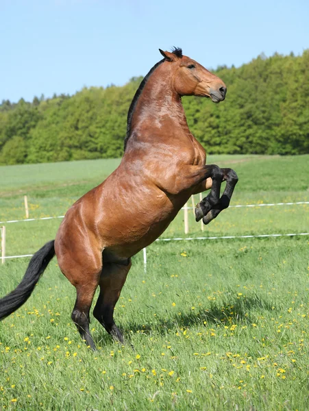 Gorgeous big brown horse prancing — Stock Photo, Image