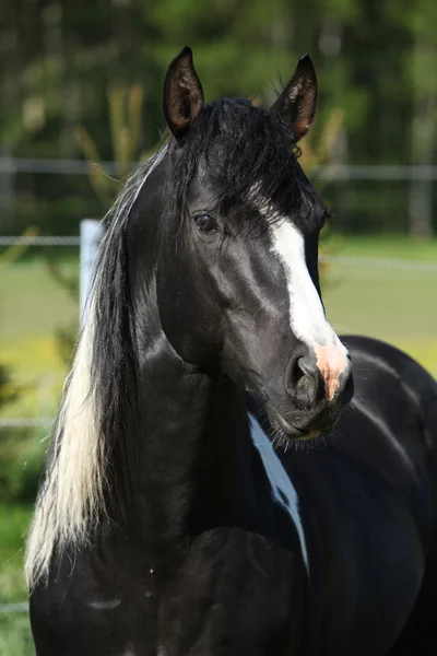 Amazing paint horse stallion looking at you — Stock Photo, Image