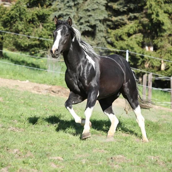 Úžasné barvy kůň hřebec s dlouhou hřívou — Stock fotografie