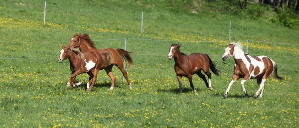Lotto di bellissimi cavalli in esecuzione su pascolo — Foto Stock