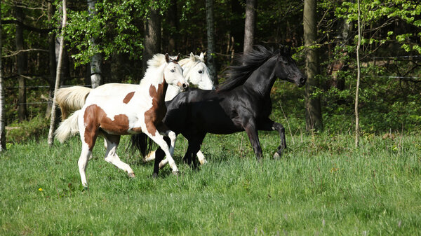 Batch of beautiful horses running on pasturage