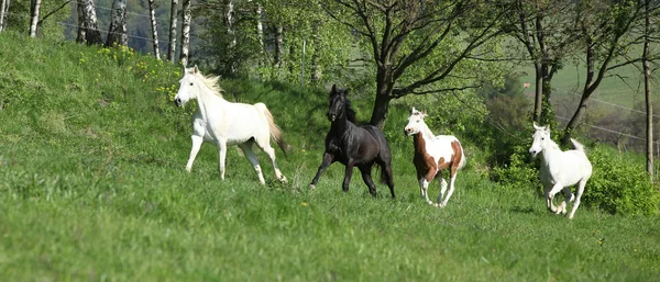 Пакет красивых лошадей, бегущих по пастбищу — стоковое фото