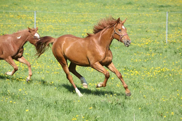 Lote de belos cavalos correndo em pastagens — Fotografia de Stock