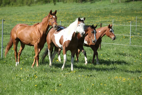 Пакет красивых лошадей, бегущих по пастбищу — стоковое фото