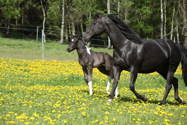 Tolle Stute mit kleinem Fohlen läuft auf Frühlingsweide — Stockfoto