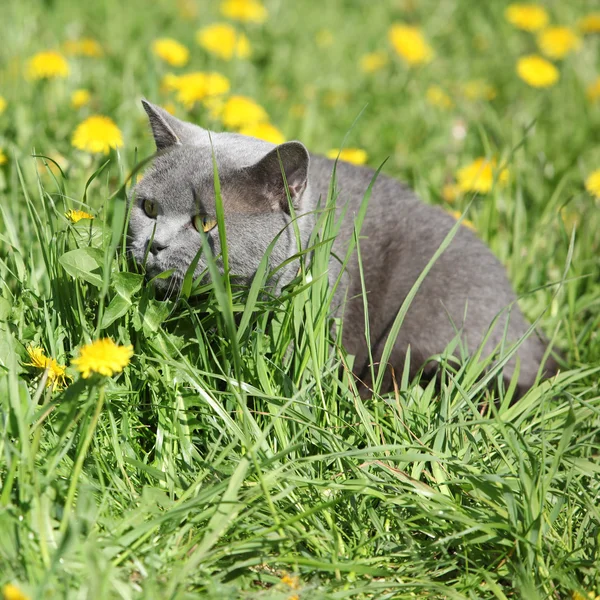 Pisica gri mare în primăvară — Fotografie, imagine de stoc