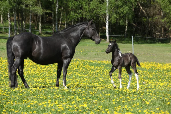 美丽的母马，与小马驹上春季牧草 — 图库照片