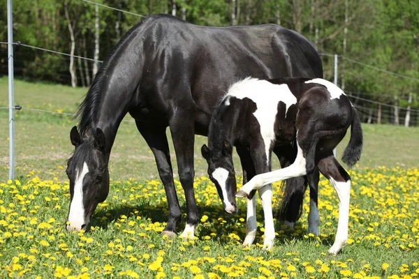 Bella cavalla con puledro sul pascolo primaverile — Foto Stock