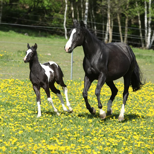 春の牧草で実行されているほとんどの子馬を持つ驚くべきマーレ — ストック写真