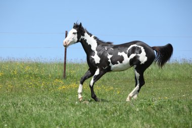 Gorgeous black and white stallion of paint horse running clipart