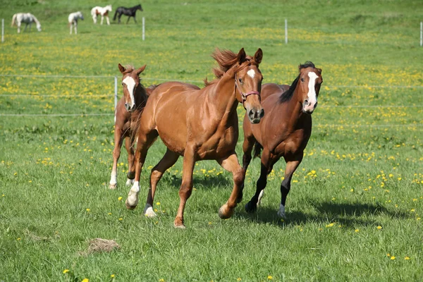 Batch of beautiful horses running on pasturage — Stock Photo, Image
