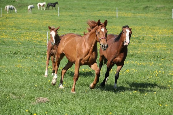 Lotto di bellissimi cavalli in esecuzione su pascolo — Foto Stock