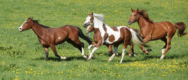 Lote de hermosos caballos corriendo en pastos — Foto de Stock