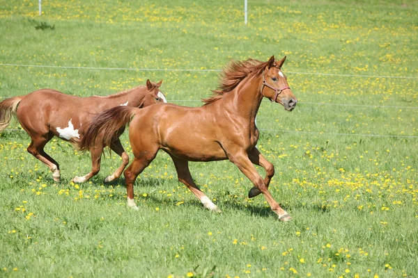 Lote de belos cavalos correndo em pastagens — Fotografia de Stock