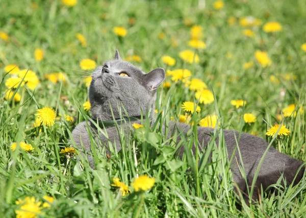 Big grey cat in spring — Stock Photo, Image