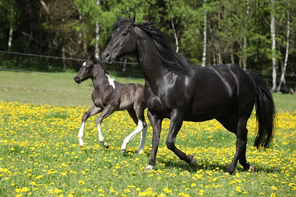 Geweldige merrie met veulen uitgevoerd — Stockfoto