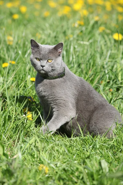 Grande gatto grigio in primavera — Foto Stock