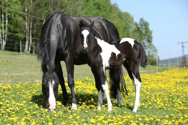 Mooie merrie met weinig veulen op lente weidegronden — Stockfoto