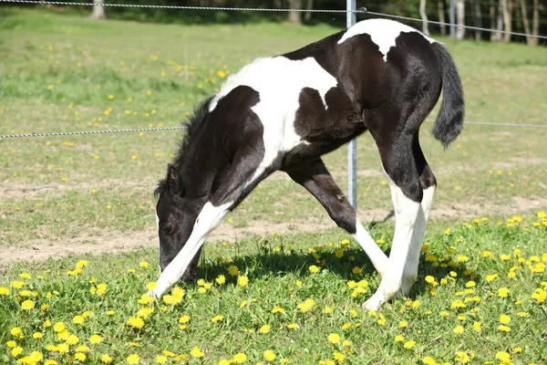 Mooie verf paard veulen op weidegronden — Stockfoto