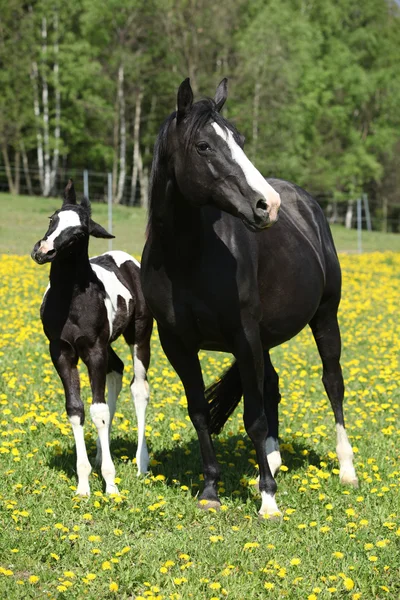 Mooie merrie met weinig veulen op lente weidegronden — Stockfoto