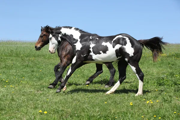 Nádherné černé a bílé hřebce barvy koně běží — Stock fotografie