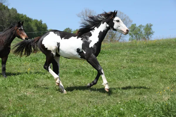 Gorgeous black and white stallion of paint horse running — Stock Photo, Image