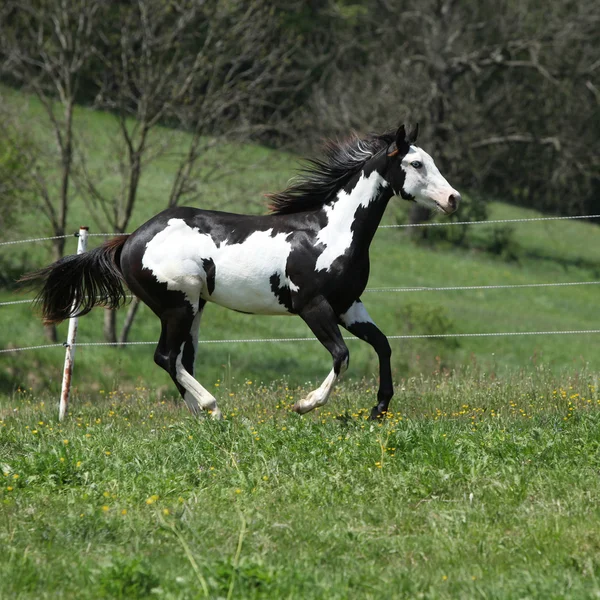 Underbara svarta och vita hingsten paint häst igång — Stockfoto