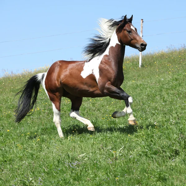 Nádherné hnědé a bílé hřebce barvy koně běží — Stock fotografie