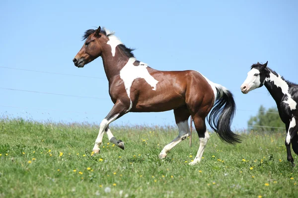 ペンキの馬ランニングの豪華な茶色と白の種馬 — ストック写真