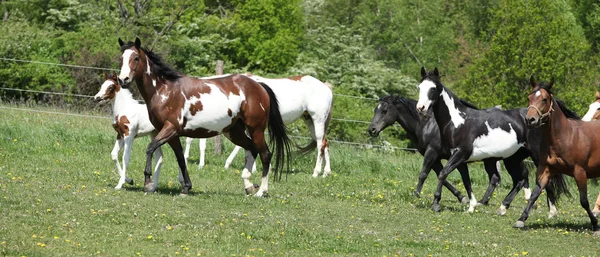 Lote muy diverso de caballos corriendo sobre pastizales —  Fotos de Stock