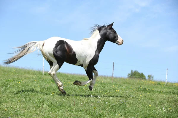 ペイント馬ランニングの豪華な黒と白の種馬 — ストック写真