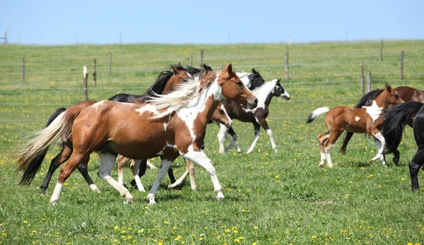 Sehr verschiedene Pferdegruppen, die auf der Weide laufen — Stockfoto