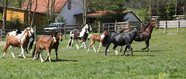 Molto vario gruppo di cavalli che corrono su pascolo — Foto Stock