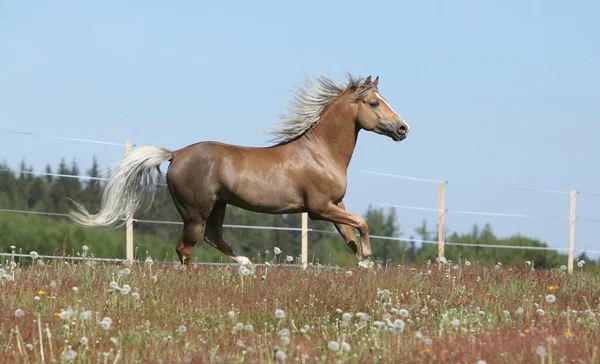 Gorgeous stallion running on spring pasturage — Stock Photo, Image