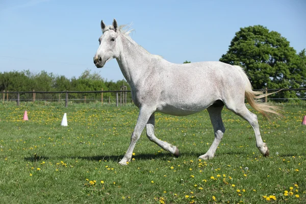 Mooi wit paard uitgevoerd op lente weidegronden — Stockfoto