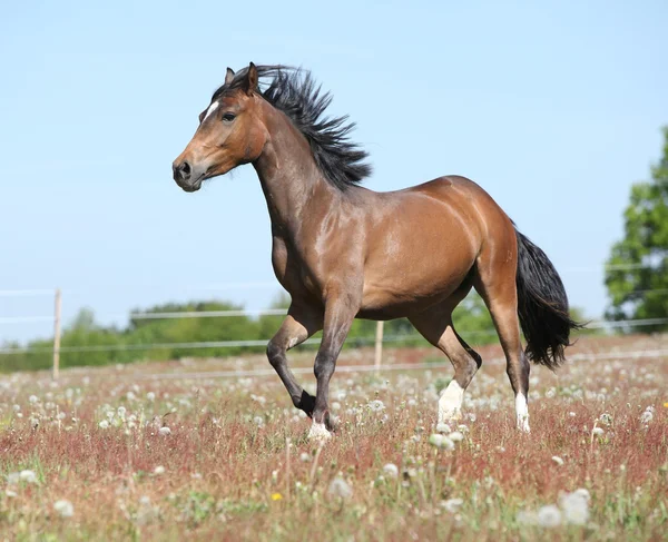 春の牧草で実行されている驚くべき馬 — ストック写真