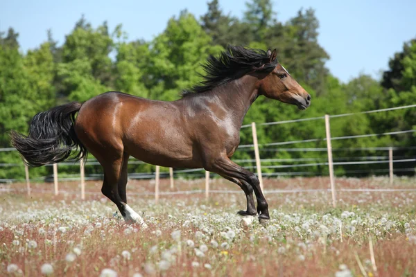 Amazing horse running on spring pasturage — Stock Photo, Image