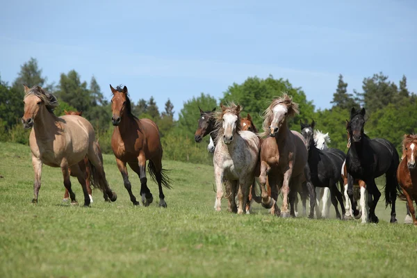 Lote muy diverso de caballos corriendo sobre pastizales — Foto de Stock