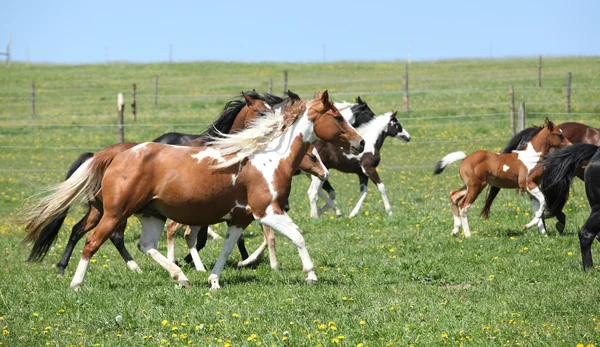 Muito vário lote de cavalos que correm em pastagem — Fotografia de Stock