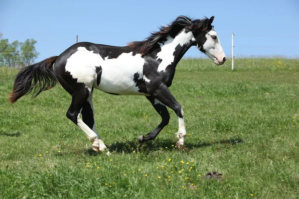 Garanhão preto e branco lindo de cavalo de pintura correndo — Fotografia de Stock